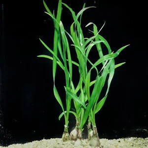 buy holy basil plant Red Leaf Holy Basil Seeds  The Amazing Seeds
