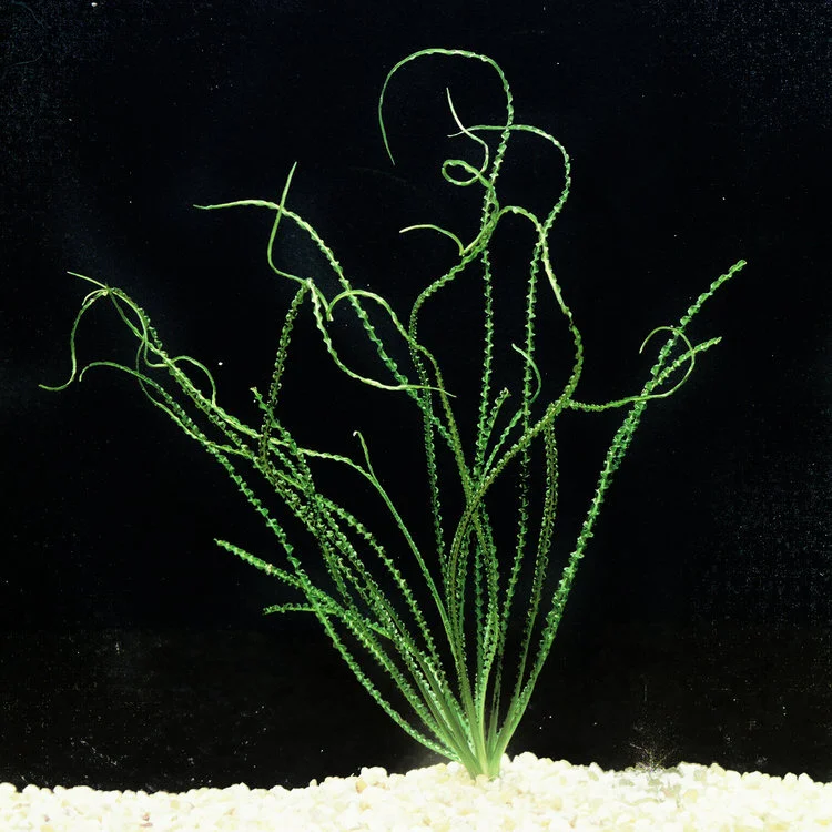 G24 Onion Calamistratum  Eddie's Aquarium Centre | Aquarium Store Albany  NY | Pond Construction Saratoga | Plunge Pools Albany NY