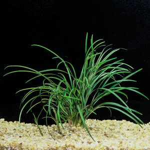 E6 Mondo - Green  Eddie's Aquarium Centre | Aquarium Store Albany NY | Pond  Construction Saratoga | Plunge Pools Albany NY
