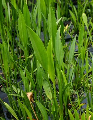 Sagittaria+'Narrow+Leaf'+2+(1+of+1).jpg