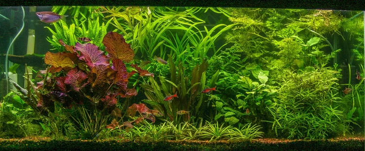E41 Tiger Lotus Plant Large - Red  Eddie's Aquarium Centre | Aquarium  Store Albany NY | Pond Construction Saratoga | Plunge Pools Albany NY