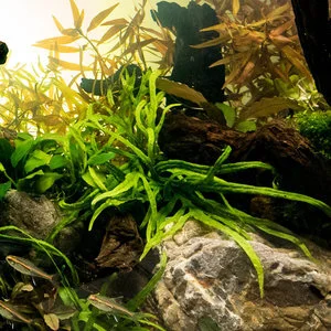 java fern trident.jpg
