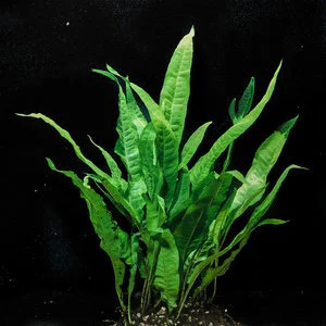 java fern 11.jpg