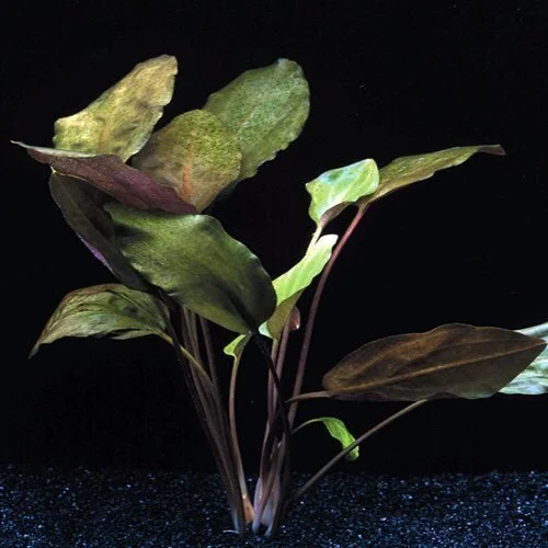 cynthia plant Cynthia