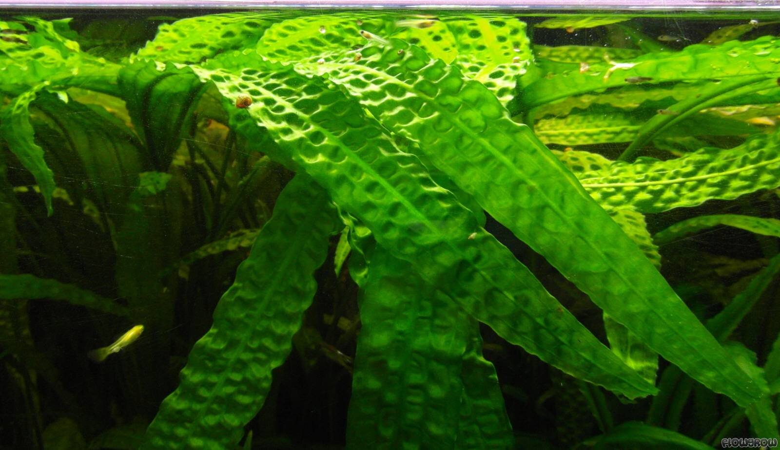 cryptocoryne-aponogetifolia-52e82418ef787.jpg