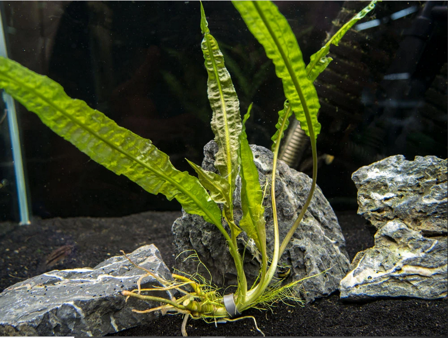 Cryptocoryne-aponogetifolia-3_1024x1024.png