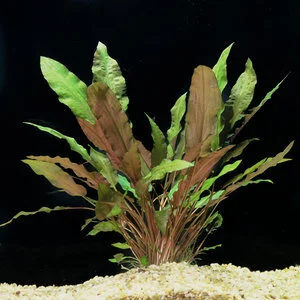 Cryptocoryne_wendtii_red.jpg
