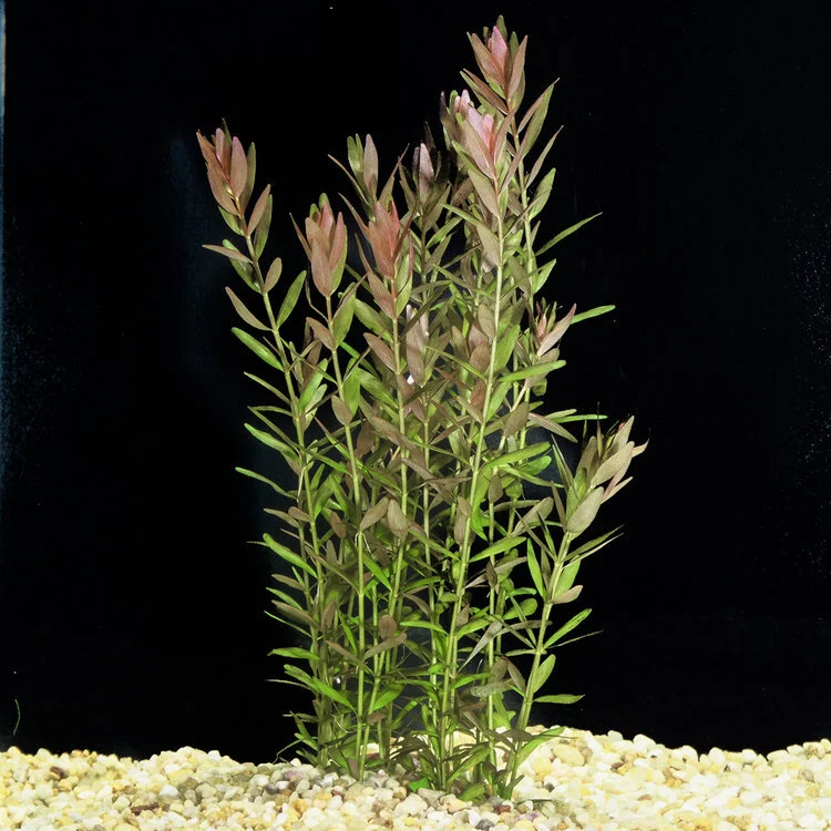 Rotala+rotundifolia.jpg