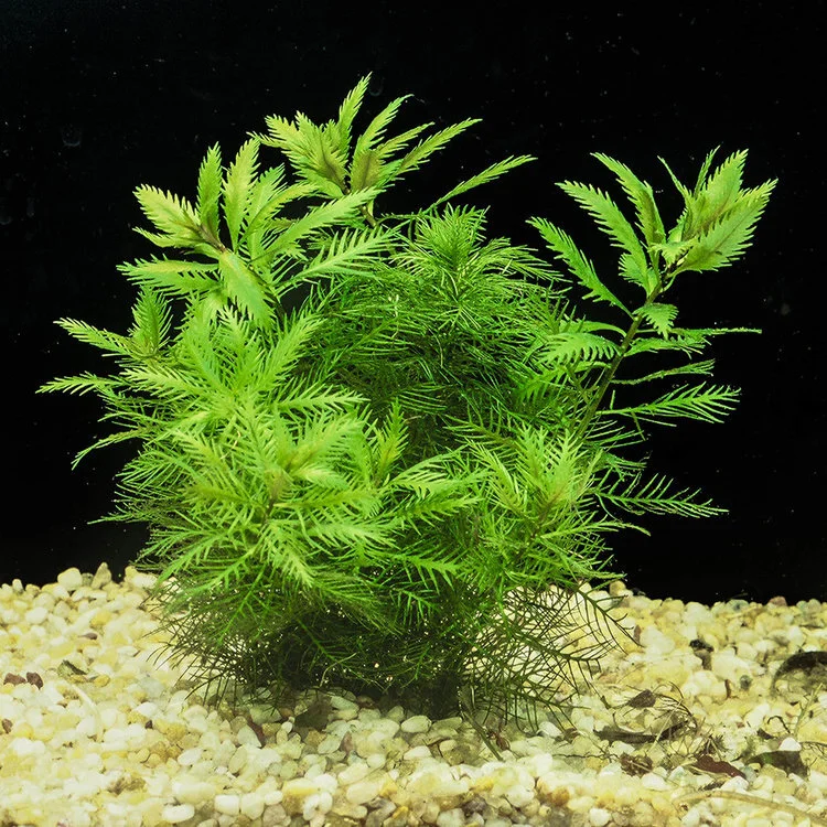 artificial palm tree plants Indoor/Outdoor LED Palm Tree 6'