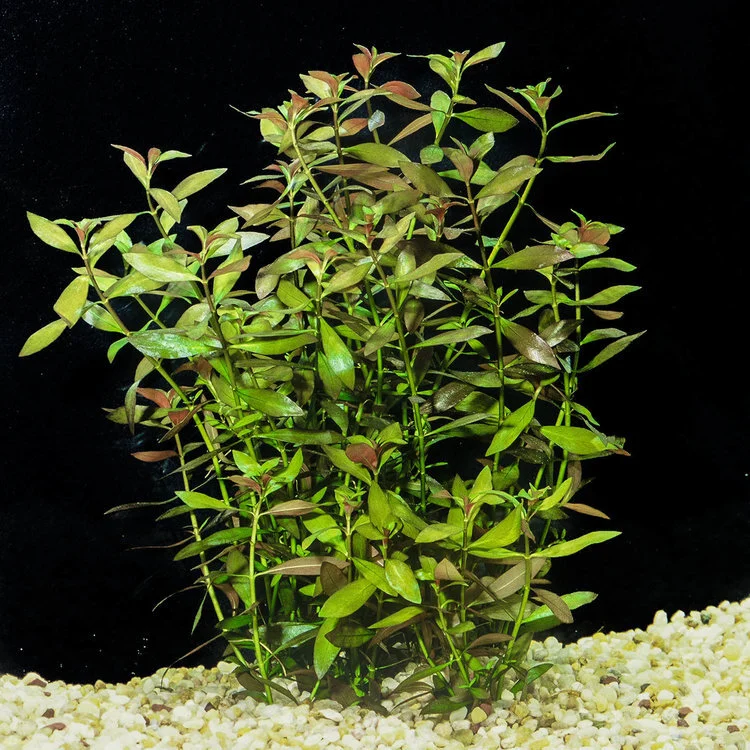 Ludwigis+Palustris+(1+of+1).jpg