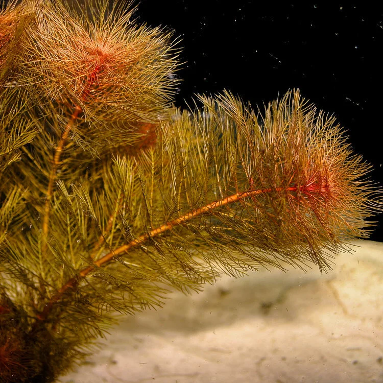Myriophyllum+tuberculatum+'Red'+(1+of+1).jpg