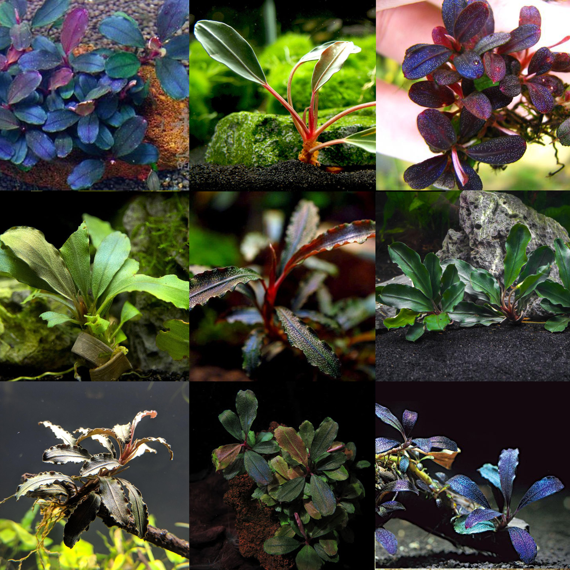BUAP BUCEPHALANDRA ASSORTED