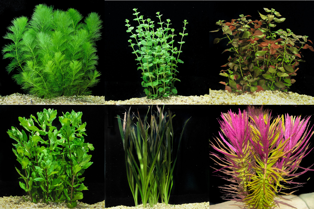 Aquarium Store Albany NY Pond Construction Saratoga NY Plunge Pools