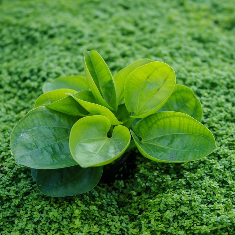 S24M HARBICH SWORD MEDIUM B/R