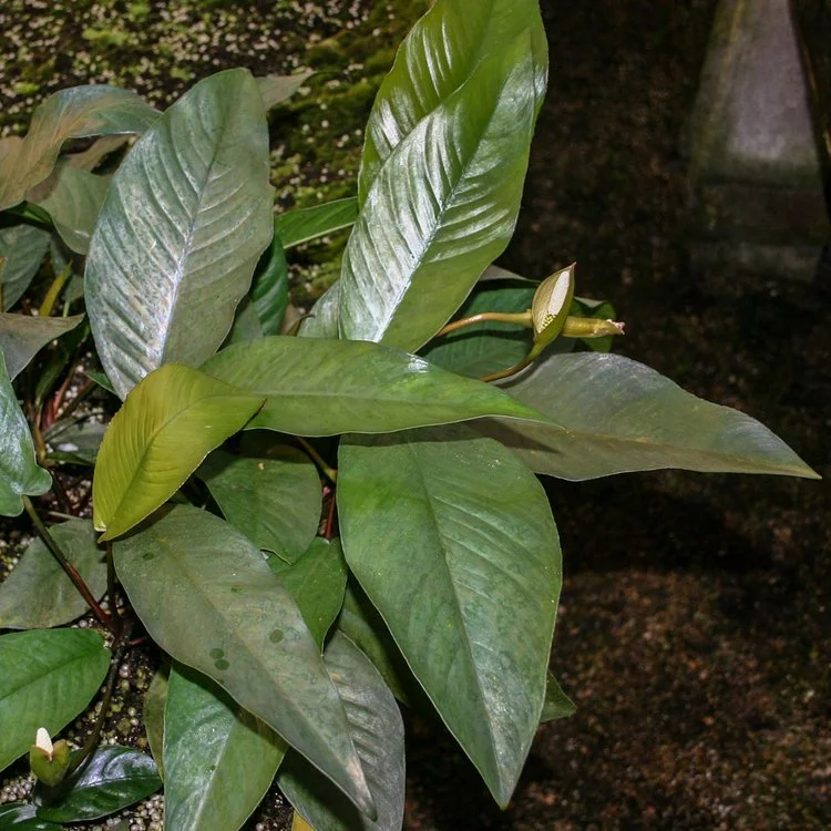 R5M* ANUBIAS FRAZERI MOTHER POTTED