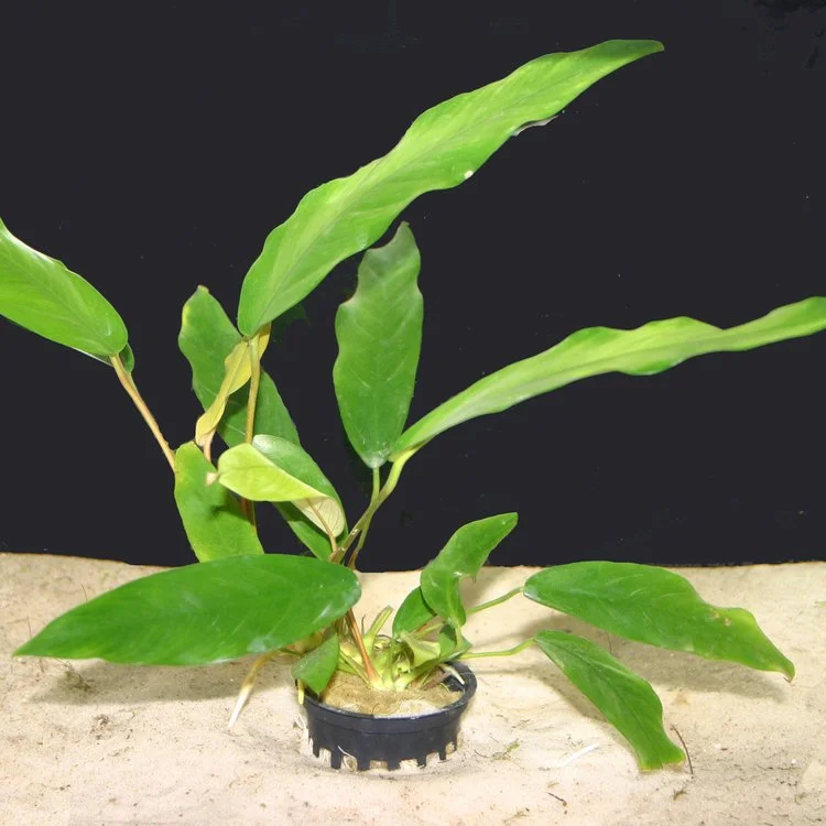 R15M ANUBIAS MINIMA MEDIUM B/R