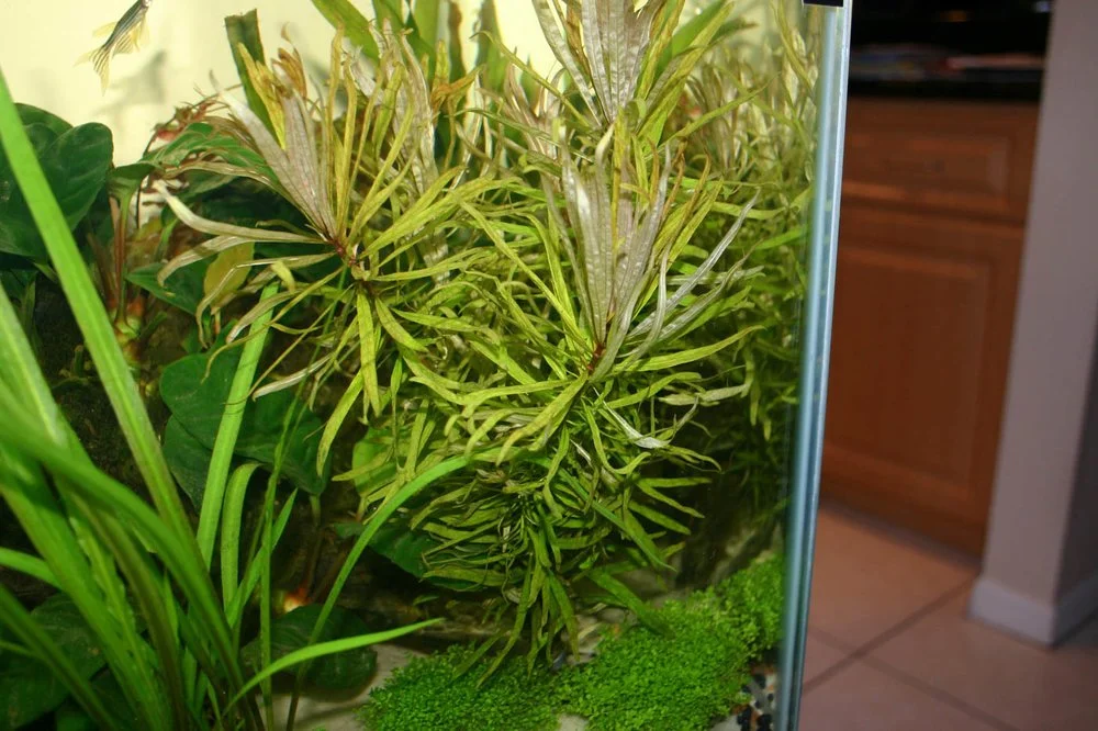gollum jade plant care Gollum Jade – Simply Succulents AZ main image 1