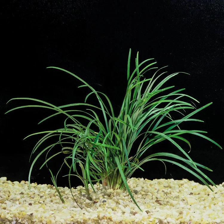 Ophiopogon+japonica+(1+of+1).jpg