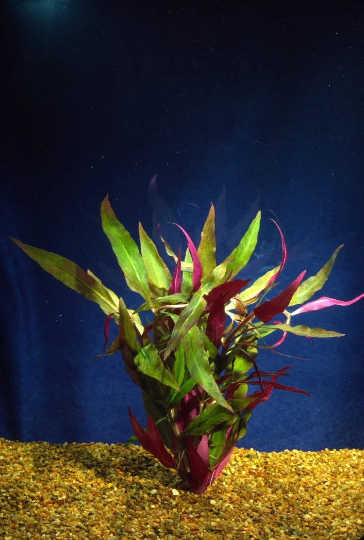 TC1 Alternanthera reineckii T/C CUP  Eddie's Aquarium Centre | Aquarium  Store Albany NY | Pond Construction Saratoga | Plunge Pools Albany NY