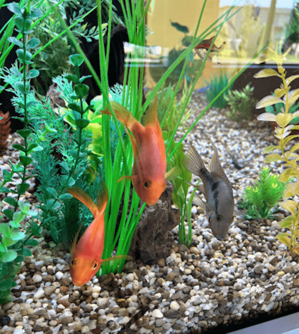 Aquarium Store Albany NY Pond Construction Saratoga NY Plunge Pools