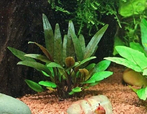 C14L CRYPT PETCHII LARGE