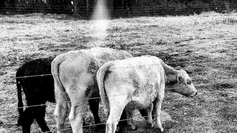 Cows B&W (2).jpg