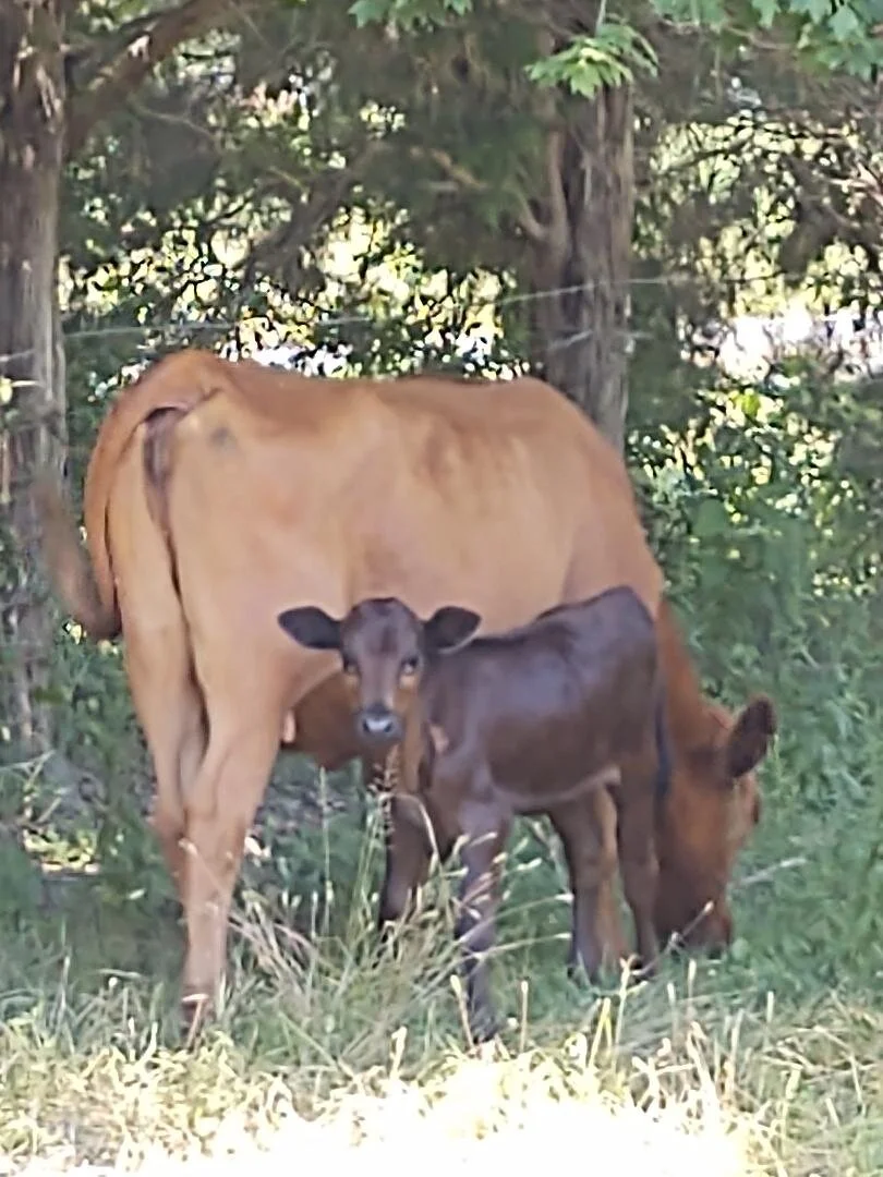 calf cow.jfif