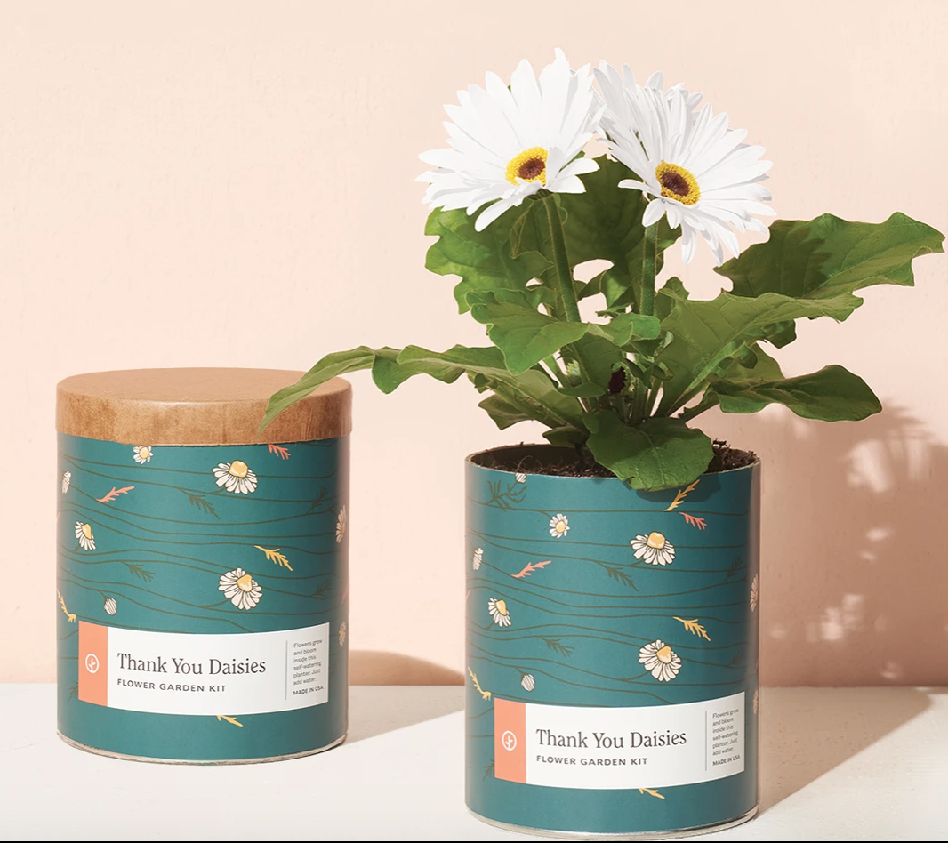 Waxed Planters - Thank You Daisies; Champagne Poppies; Twilight Cosmos —  Cajoli Boutique