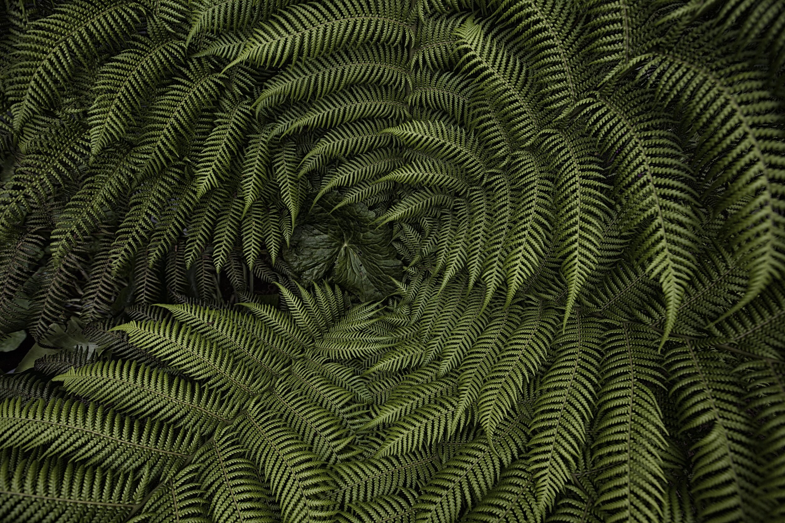 Kew Gardens