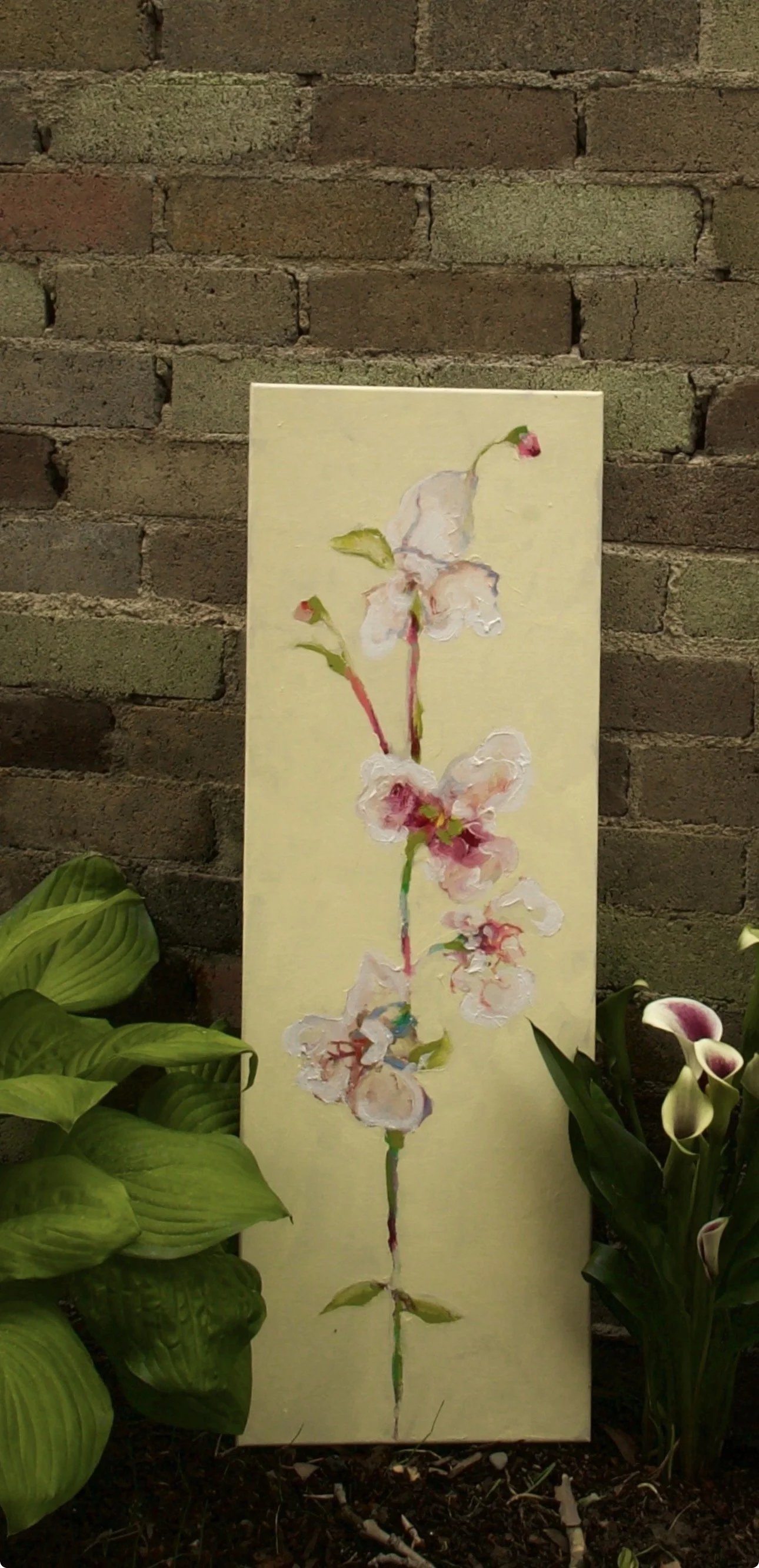 Iris No. 1