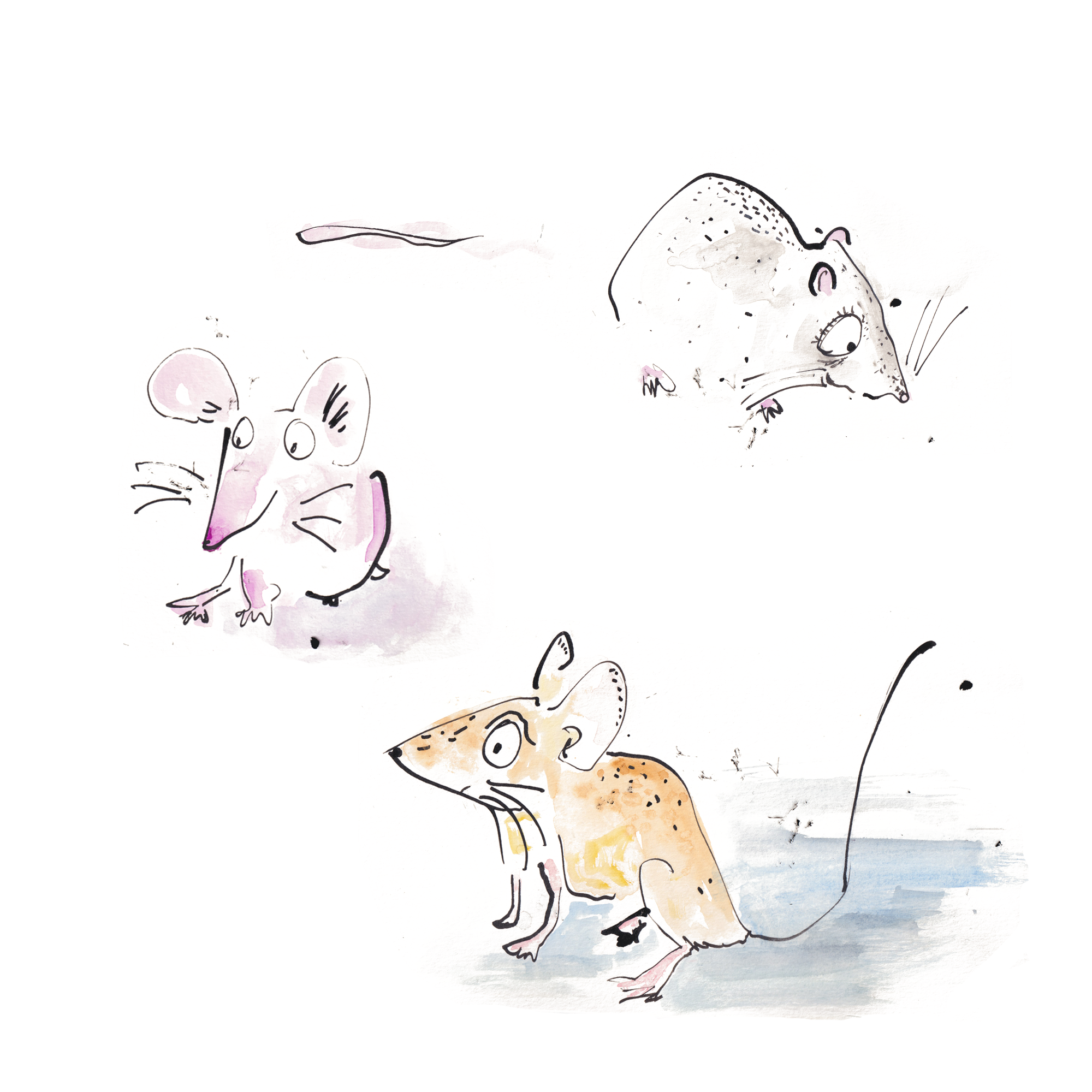 Mice with white background_.png