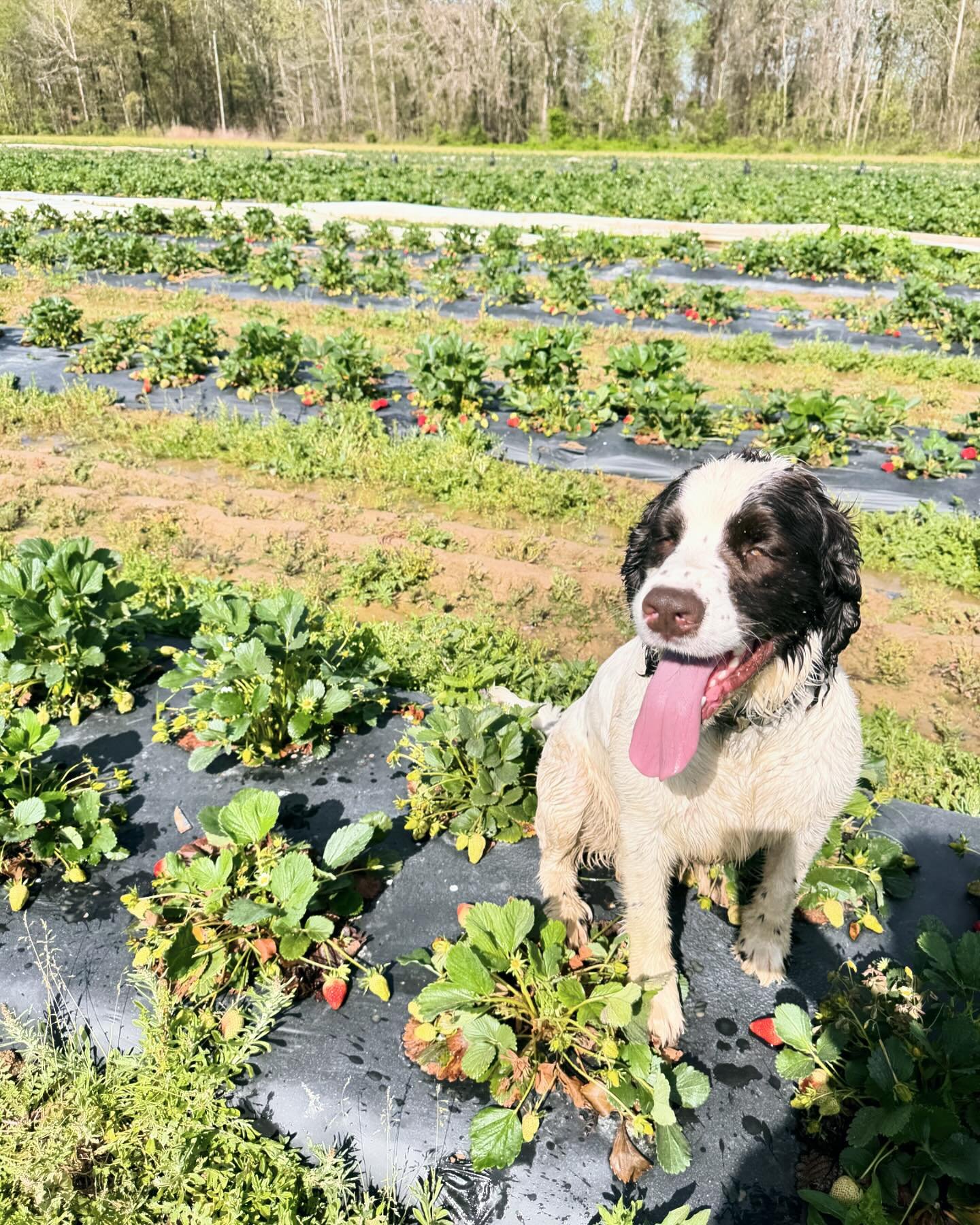 4/12 Strawberry update- Berries are ripening nicely and we will have a few at all of our locations this weekend! We are planning to open our fields to pick your own next weekend, maybe sooner&hellip;. Stay tuned! 🍓🍓🍓