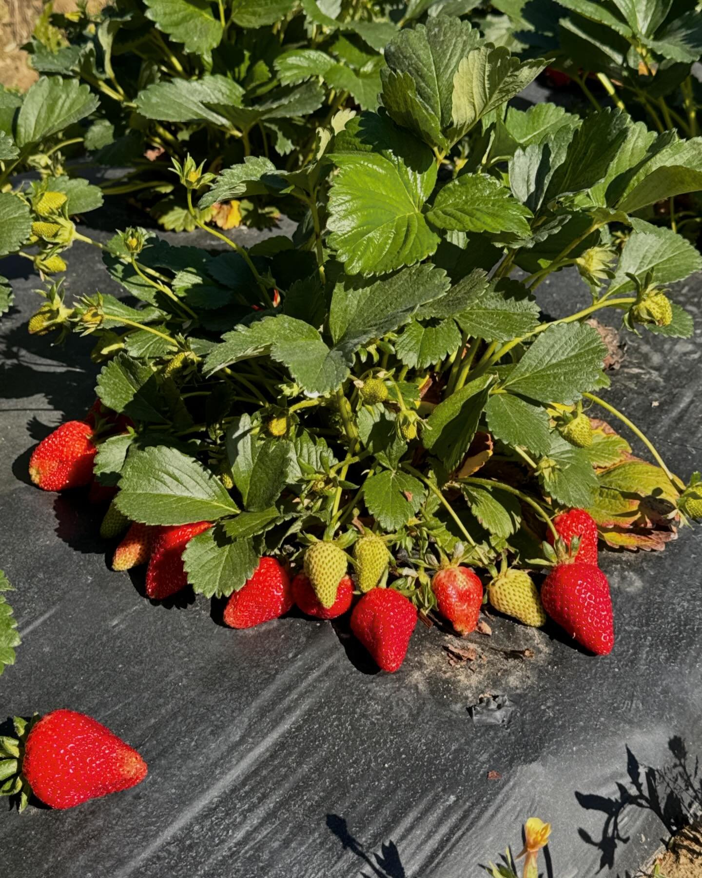 Attention all 🍓 pickers&hellip;.. we are ready for you! Our pick-your-own patches are now open everyday from 9am-7pm. $4.99/lb. Or buy them at the market already picked