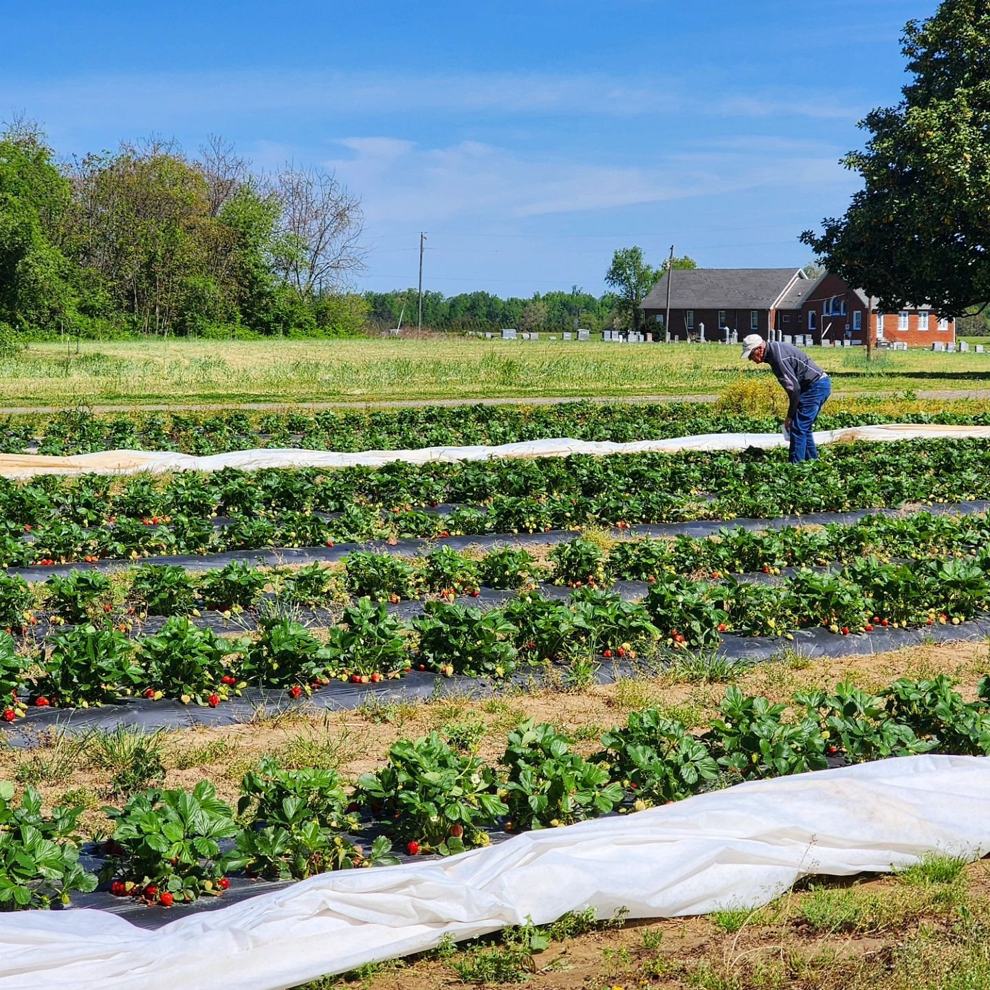 It's a beautiful, sunny, and 70&deg; day on the farm. Perfect weather to come pick your own strawberries! The protective covers have carefully been untucked, just for you! Patches are open until 6:30 p.m. every day, weather permitting. 🍓👨🏼&zwj;🌾?