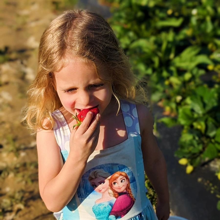 It's U-Pick Strawberry Saturday! Fields are open every day 9:00 a.m. to 6:30 p.m. 😉🙌🏽😍 Come pick your own juicy, delicious berries! 

Grab an empty bucket at the Roadside Market and the staff will direct you to the best picking location! 🍓