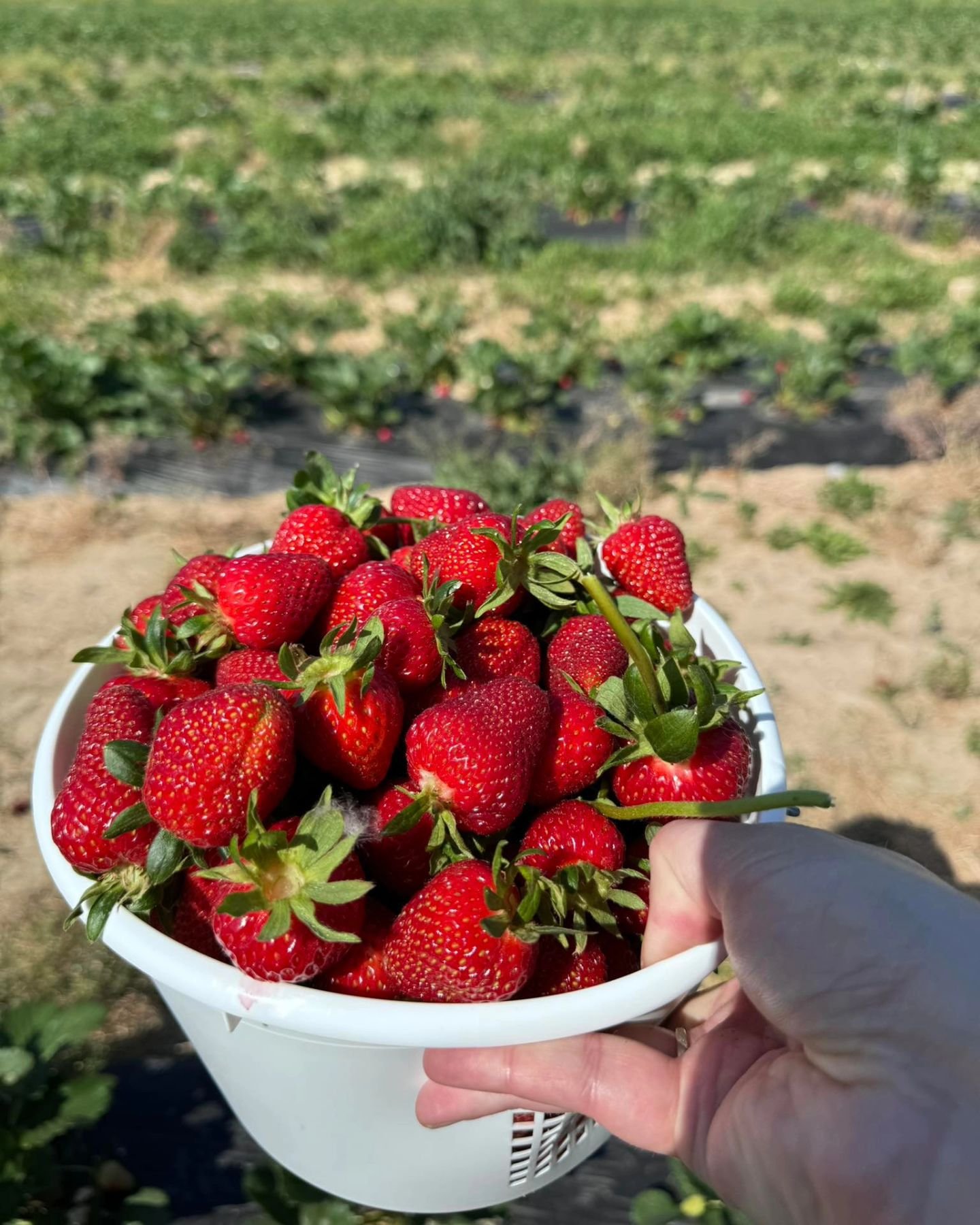 🧨🪣 SALE 🧨🪣 Roadside Market Only. 
🍓🍓While this BULK of Berries LAST 🍓🍓
PURCHASE at the market or &quot;PICK YOUR OWN&quot; a full Bucket of Strawberries and get the second one HALF OFF! 
Due to the weekend weather, take advantage of the seaso