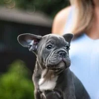 New Puppy Class Starts June 7 ->