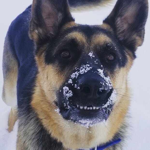 Yesterday Brix got snow for his birthday! We made sure to keep him entertained while stocking the bottles back up for the year!