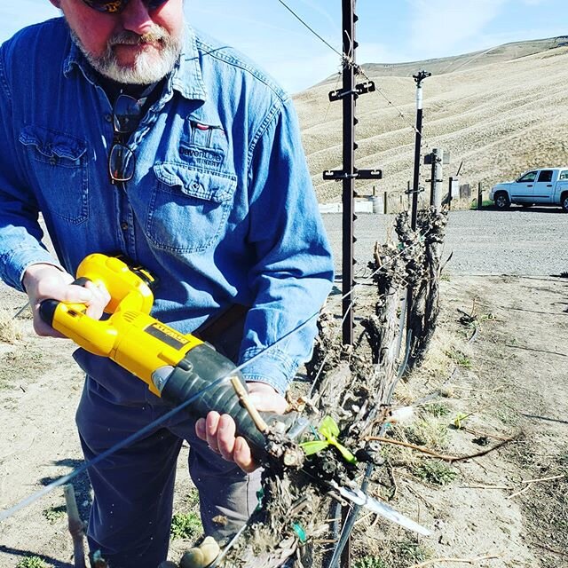 Gord and the gang pruning and knot cutting today in the vineyard!