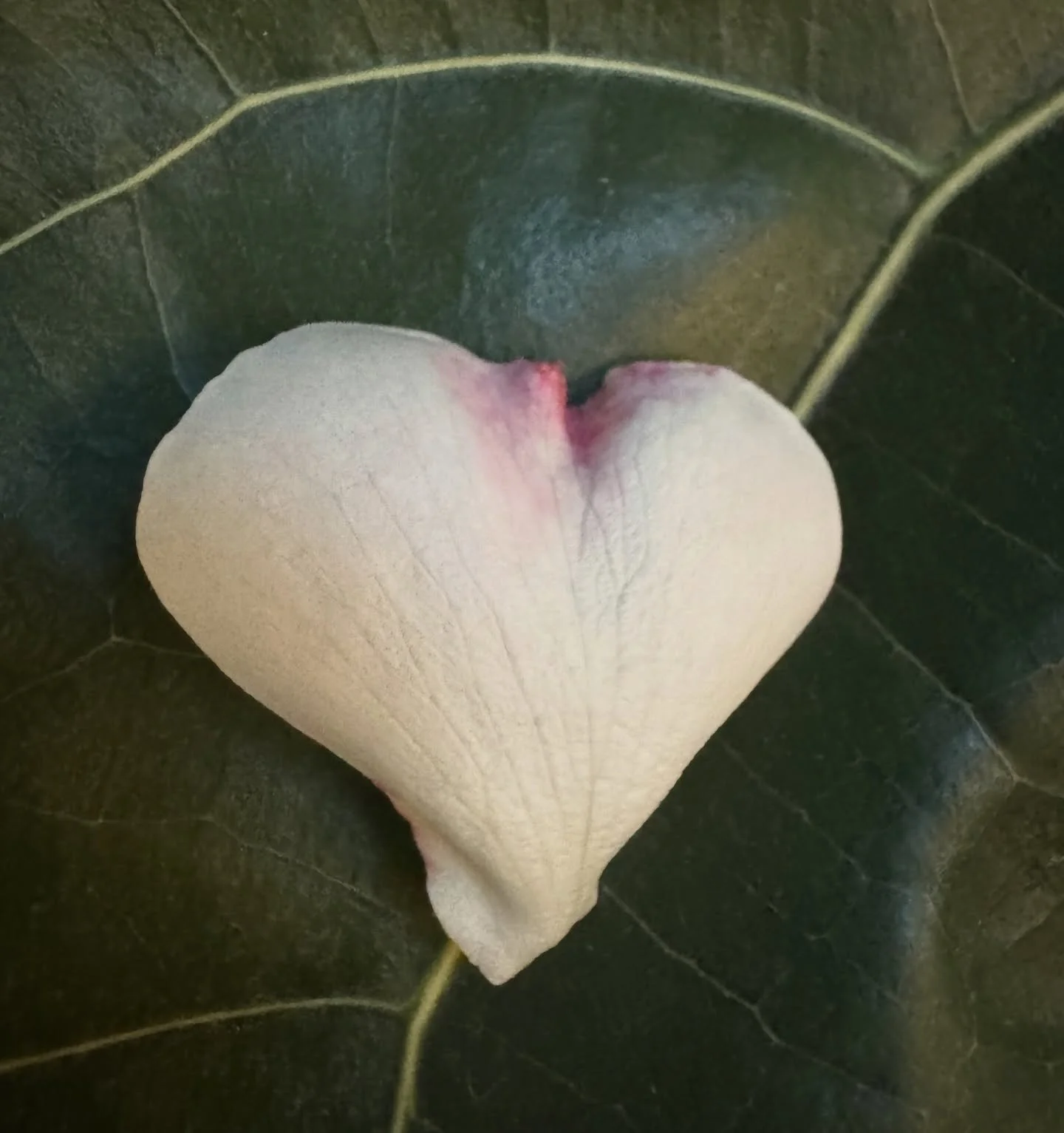 Barreling toward the solstice, the darkest day of a dark year, and I almost missed this beauty lying in the dirt. So much is wrong in the world right now, but there&rsquo;s also this.