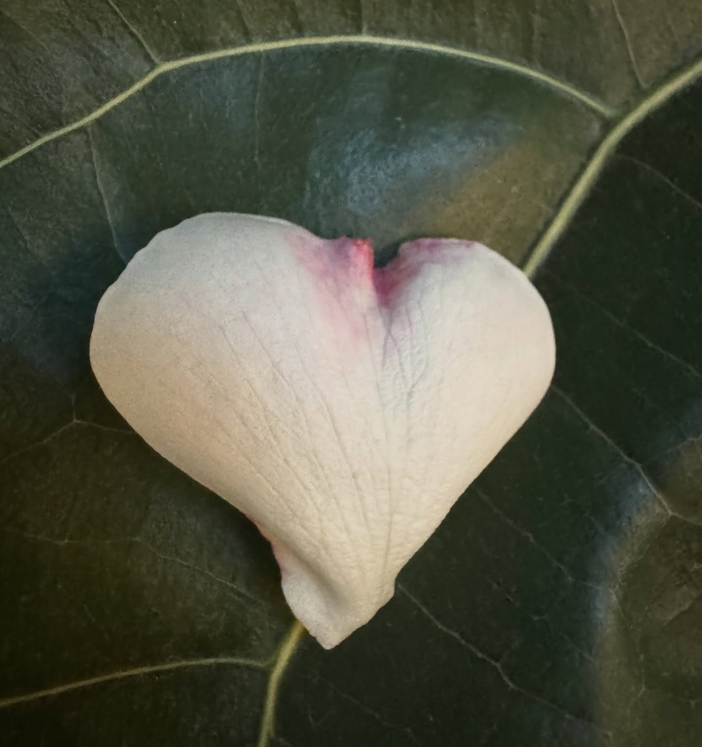 Barreling toward the solstice, the darkest day of a dark year, and I almost missed this beauty lying in the dirt. So much is wrong in the world right now, but there&rsquo;s also this.