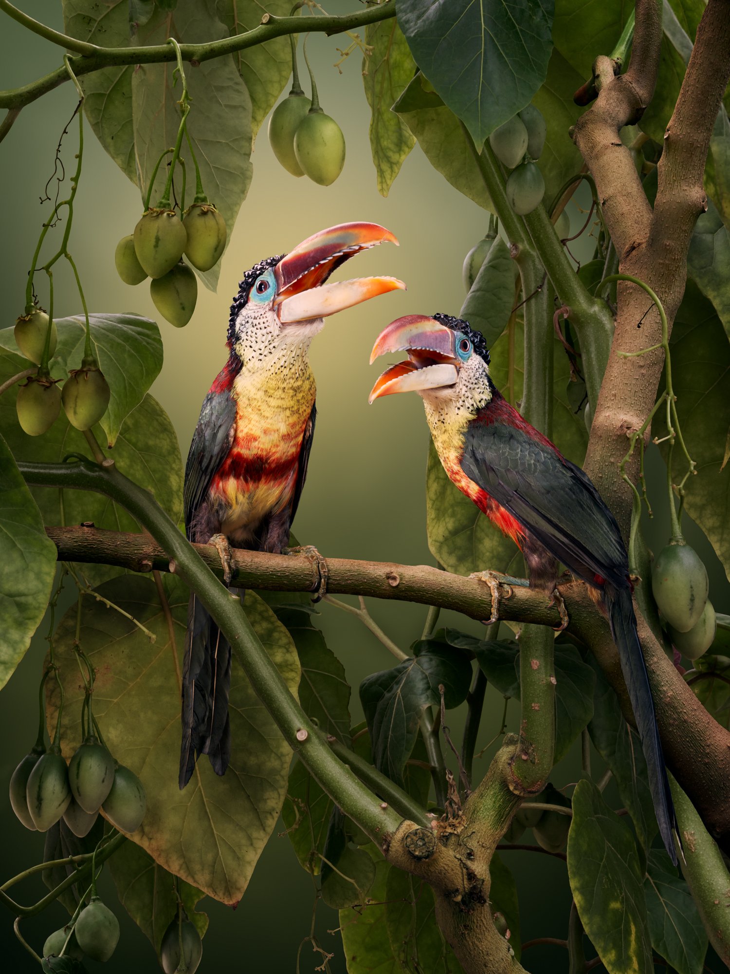 Curl Crested Aracari