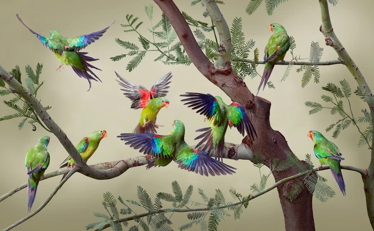 Swift Parrot - Matthew Renew - 1200px W 72DPI.jpg