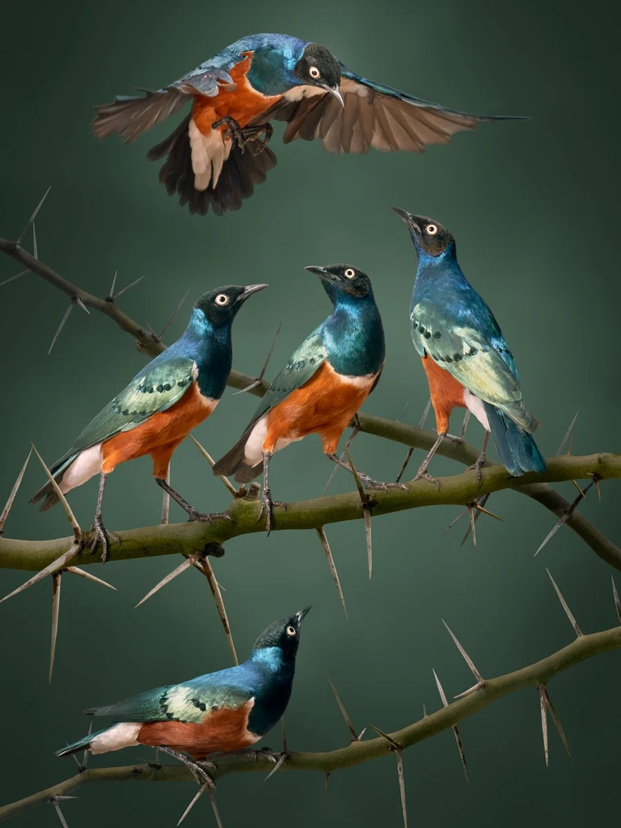 Spreo starling - Matthew Renew - 1200H 72DPI.jpg