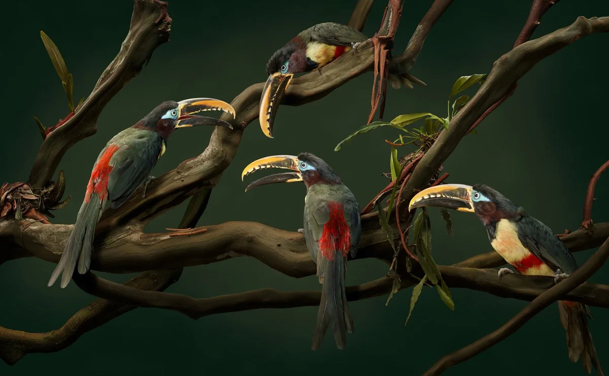 Chestnut-eared Aracari 2 - Matthew Renew - 1200W 72DPI.jpg