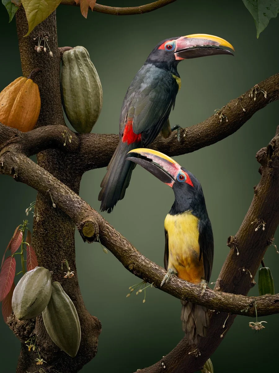 Green Aracari - Matthew Renew - 1200px H 72 DPI.jpg
