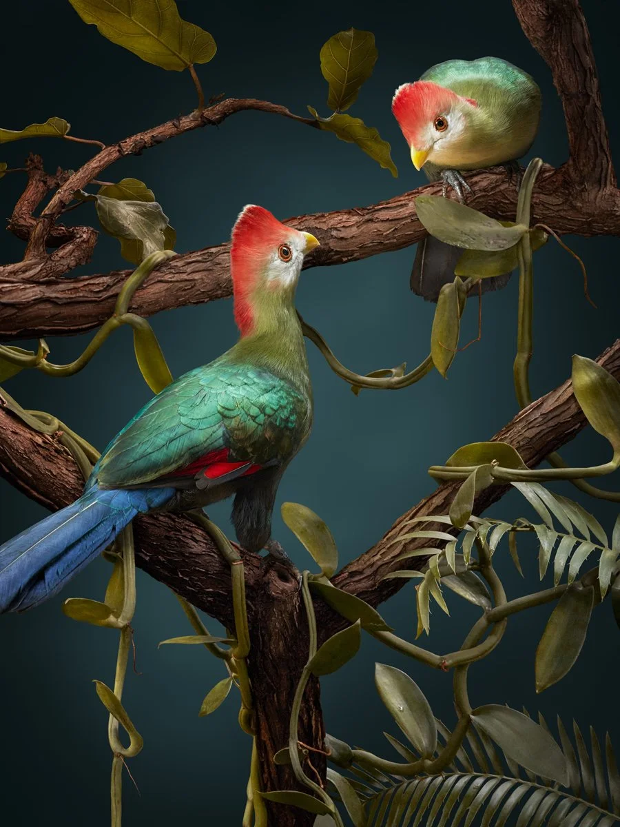 Red Crested Turaco - Matthew Renew - 1200H 72DPI.jpg