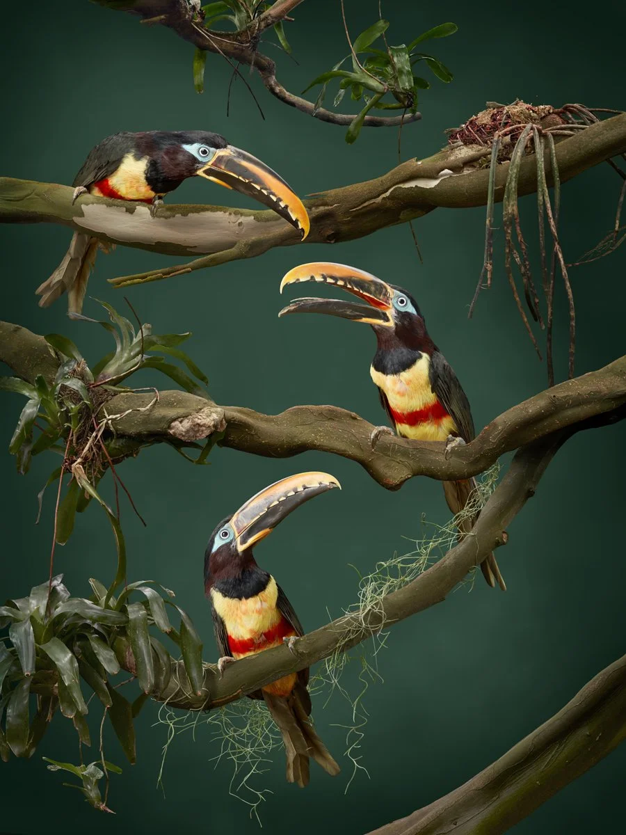 Chestnut-eared Aracari 1 - Matthew Renew - 1200H 72DPI.jpg