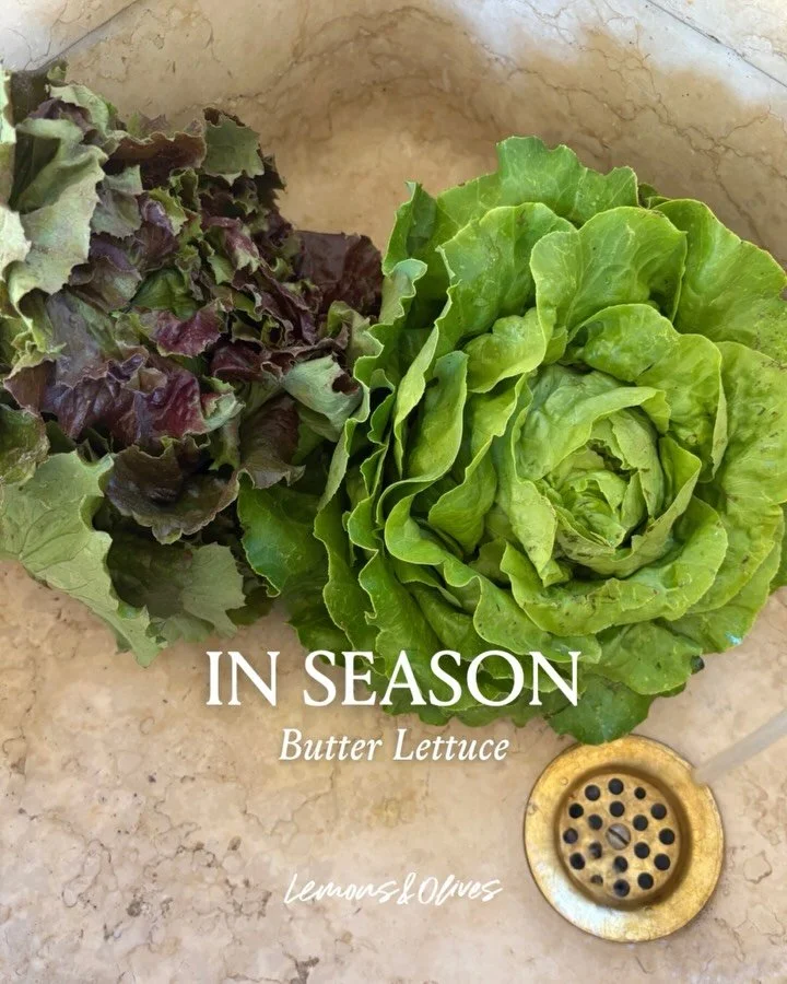 IN SEASON: Butter Lettuce 🥬 Soft, generous, and quietly elegant &mdash; butter lettuce is a staple of Mediterranean kitchens for a good reason. Its tender, rounded leaves are perfect for wrapping, layering, or simply tossing with a drizzle of olive 