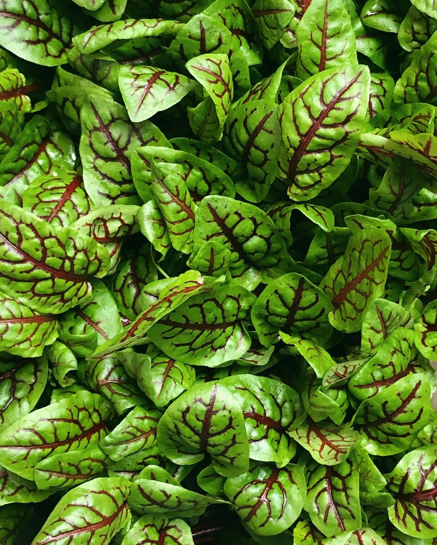 So fresh. Our iconic bite: choux pastry with Kumato tomato buffalo mozzarella basil bites. 

Ideal for breakfast meetings, press previews, PR lunches, and brand activations.

Designed to impress. 

#lemonsandolives #lemonsandolivescatering #jointheta